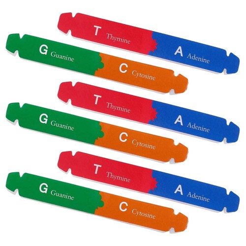 Dna educativo modello - modello, doppia