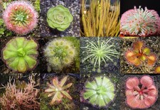 DROSERA PIANTA CARNIVORA, 50