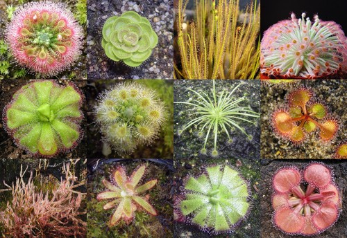 Drosera pianta carnivora - carnivora,, 50