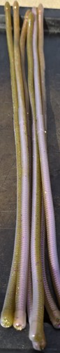 Spaghetti worm pz - spaghetti,