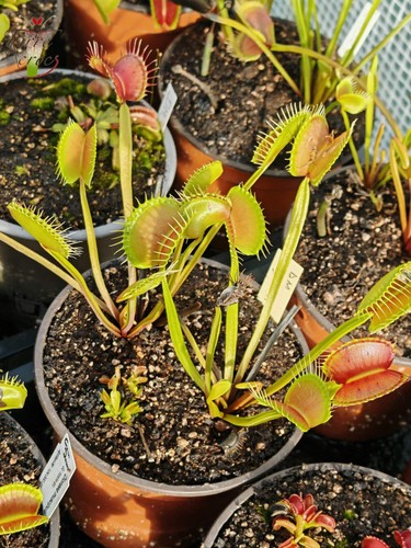 Dionaea muscipula big - dionaea, "big"