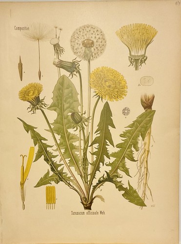 Taraxacum tarassaco 1896