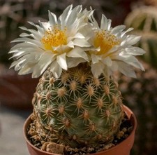 Gymnocalycium berchtii VS 161