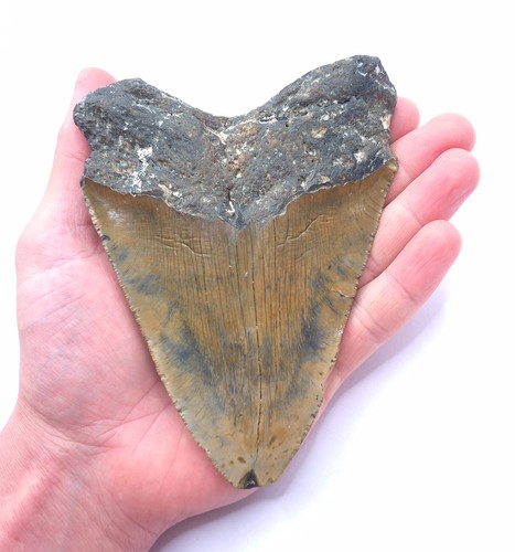 Dente di squalo megalodonte