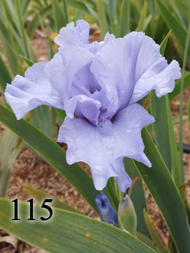 Rizoma iris germanica - rizoma,