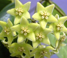 Hoya CHLORANTHA