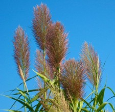 Phragmites australis | Common