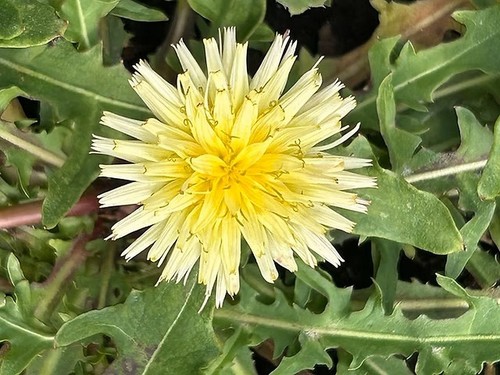 Taraxacum citrinum tarassaco - taraxacum, citrinum,