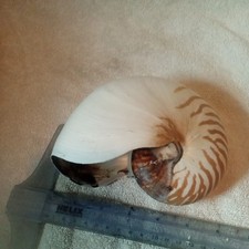 Conchiglia vera tigre camerata