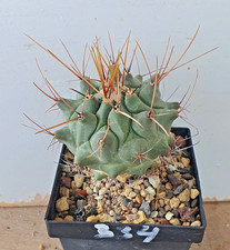 Thelocactus rinconensis var