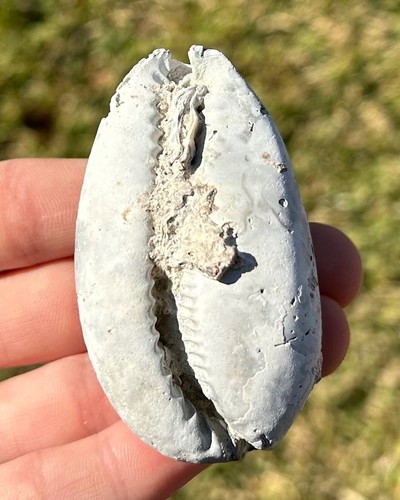 Florida fossil gastropod - xl,