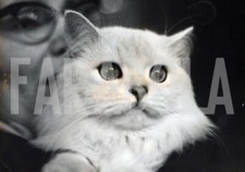 Foto vintage Francia, Persiano cincillà bianco, 1959, stampa 18x13 cm