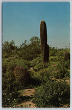 Cartolina d'epoca Cactus Baby