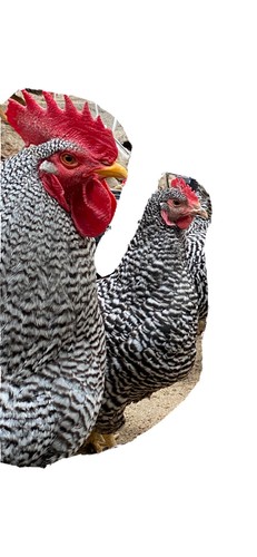 24x uova fertili - 24x, di