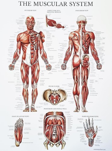 Kustom art poster decorativo - kustom,