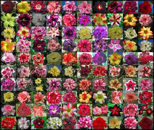 Nuovo adenium obesum - adenium,