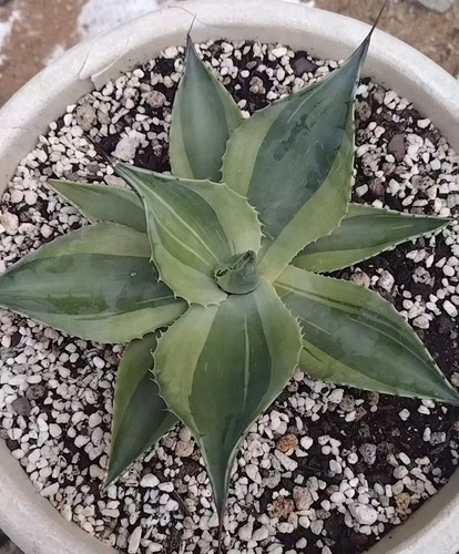Agave ovatifolia variegata - agave,