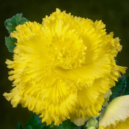 Bulbi begonia fimbriata - -,