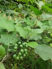 30+ Solanum Torvum Urkey Berry