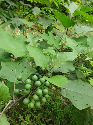 Solanum torvum urkey berry - 30+,