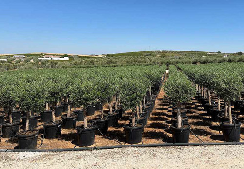 Ulivo olivo olea europea - olivo, europea"