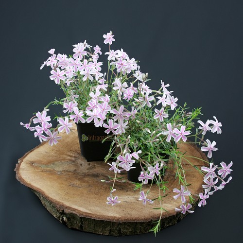 Phlox tappeto fiore fiamma - di,