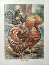 1910 POLISH FOWLS Paduan
