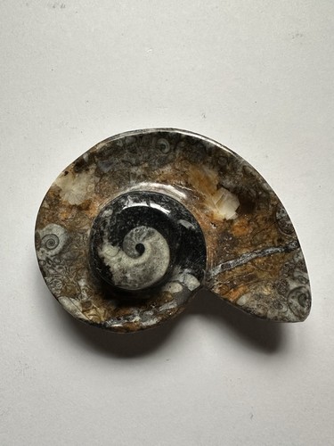 Esemplare fossile ammonite - esemplare, di