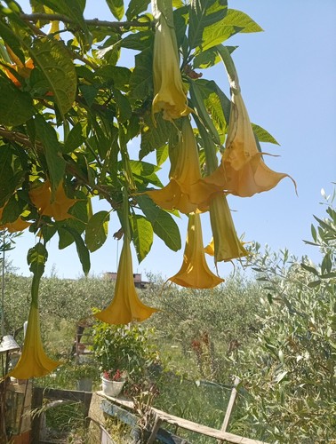 Brugmansia charles - 2,