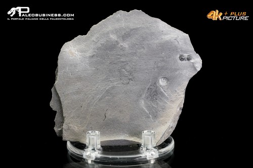 Peronopsis interstrictus - , –