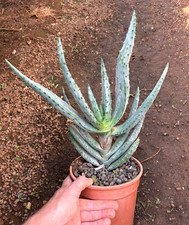 ALOE MARLOTHII - PIANTA DA GIARDINO - DIAM 29 - H 34 CM