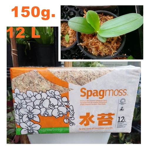 Spagmoss sphagnum moss nuova - spagmoss,