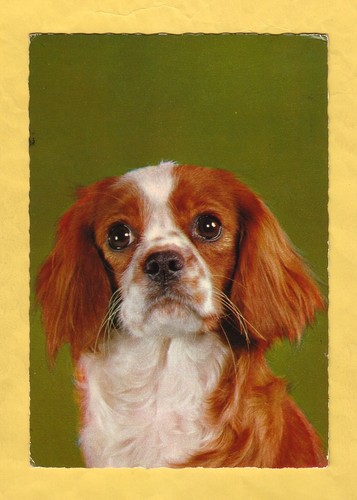 Cane cani dog cavalier king - cane,