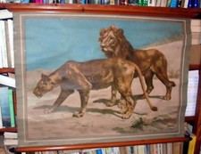 TAVOLA PARIETALE - POSTER DIDATTICO : Felis Leo - LEONE E LEONESSA Vallardi '50