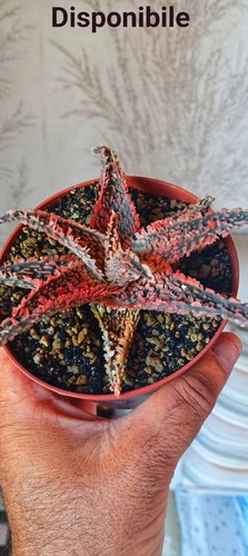 Aloe tct colore rosa import - tct,