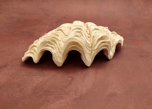 Derasa clam conchiglia mezza - derasa,