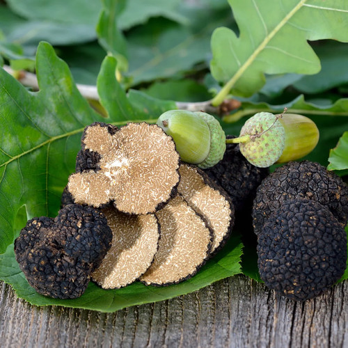 Tartufo borgogna - tartufo, di