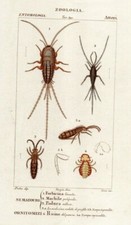 ZOOLOGIA - ENTOMOLOGIA -