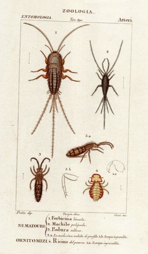 Zoologia entomologia - zoologia,
