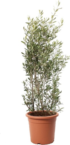 Olea europaea pianta di - europaea,