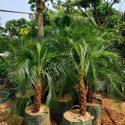 Phoenix palm pianta - phoenix, viva