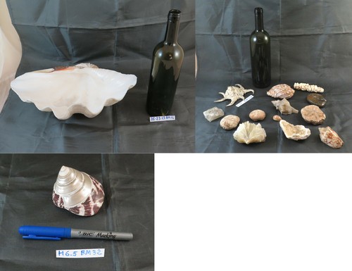 Collezione conchiglie - collezione,