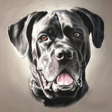 Cane corso molosso - cane, pitbull