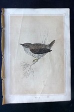 Antica stampa uccellino Morris