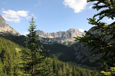 Abete bianco Abies alba 100