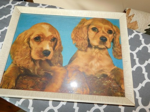 Setter irlandese cuccioli