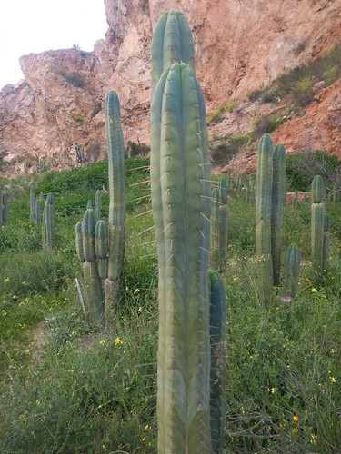 Peruvian torch cacti - torch,