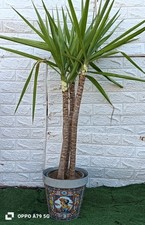 Jucca elefantina - jucca,