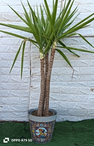 Jucca elefantina - jucca,