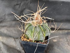 ASTROPHYTUM CAPRICORNE